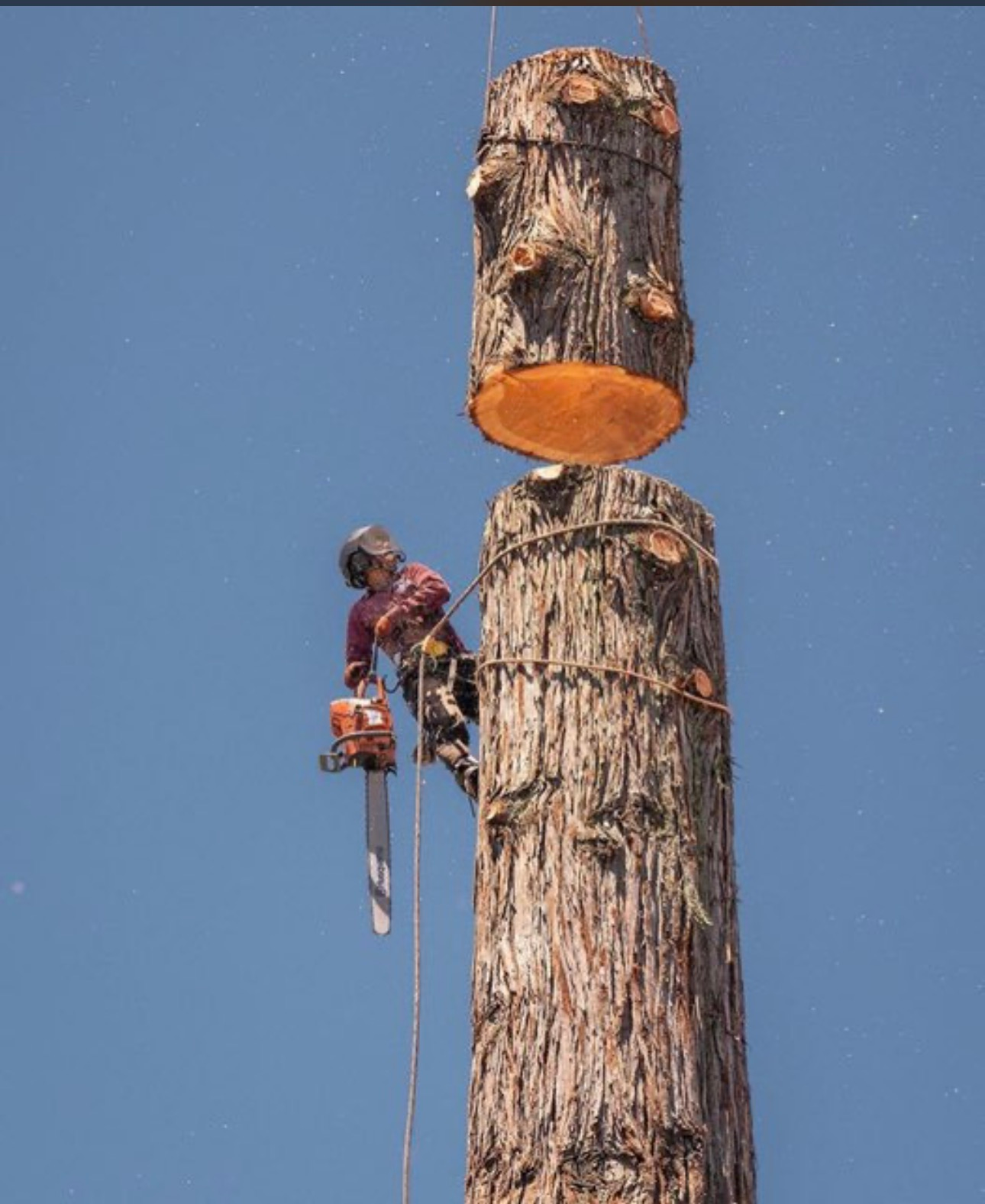 Tree Removal Alameda County Contra Costa County