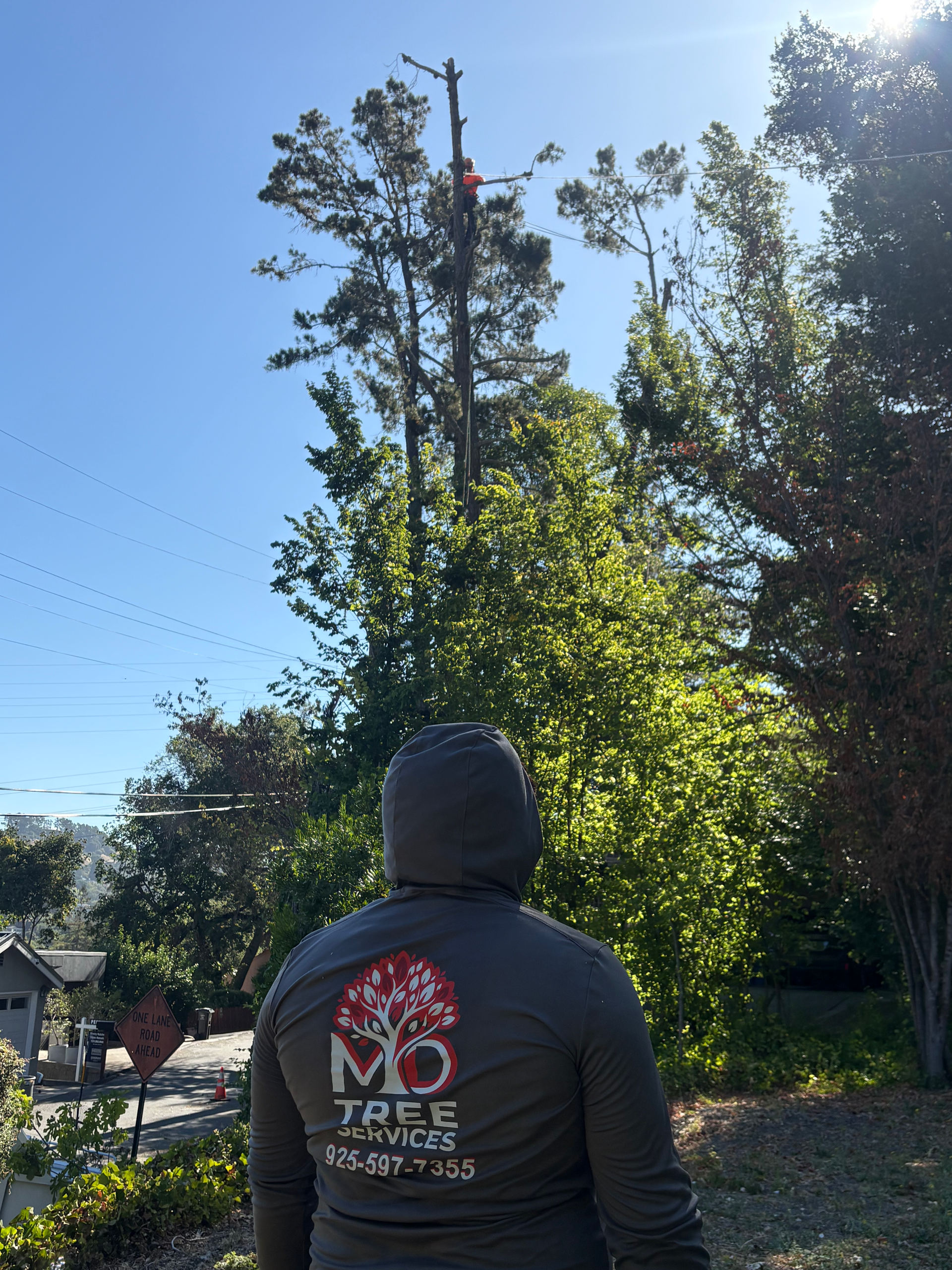 Best Emergency Tree Cutting Company Almeda County Contra Costa County Walnut Creek