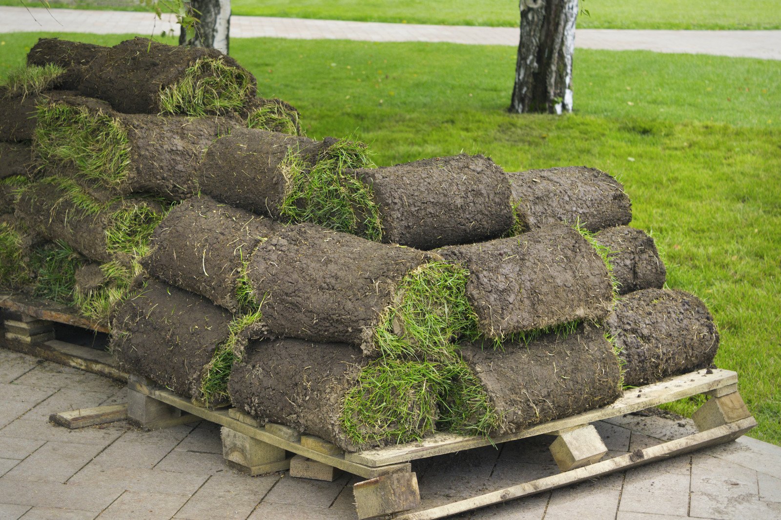 Sod Rolls Near Me for Instant Beautiful Lawns