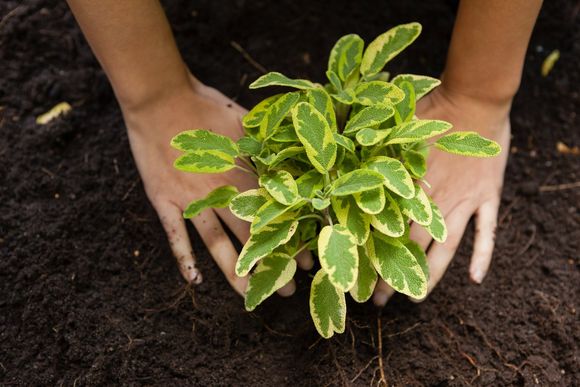 newly planted tree in the soil