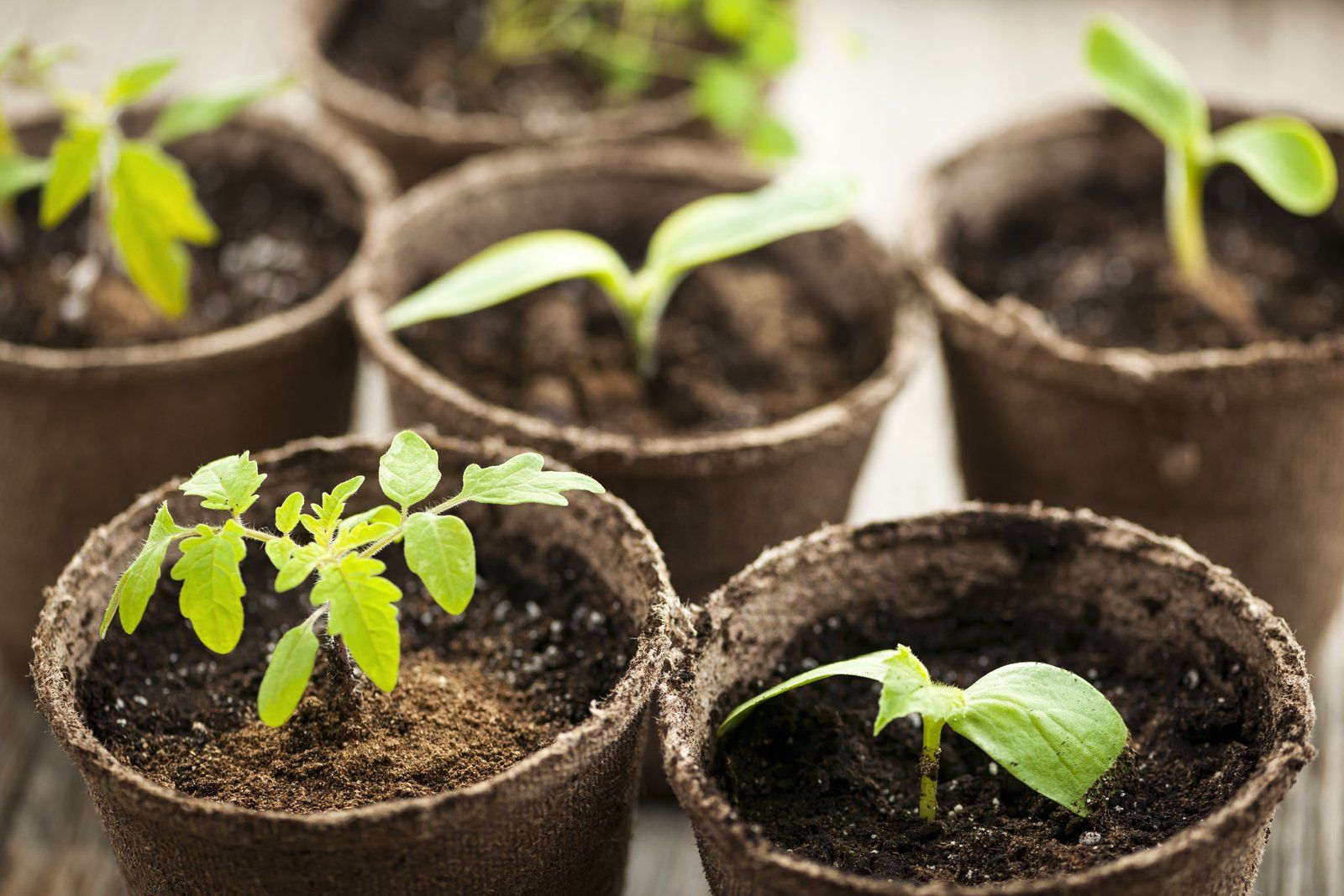 small plants in the planter