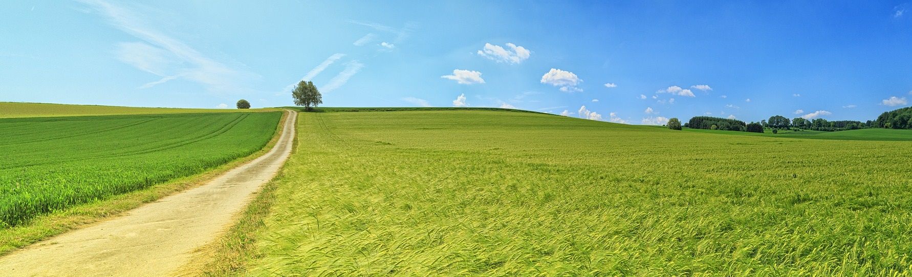 Dirt path winding through a bright green field under a clear blue sky