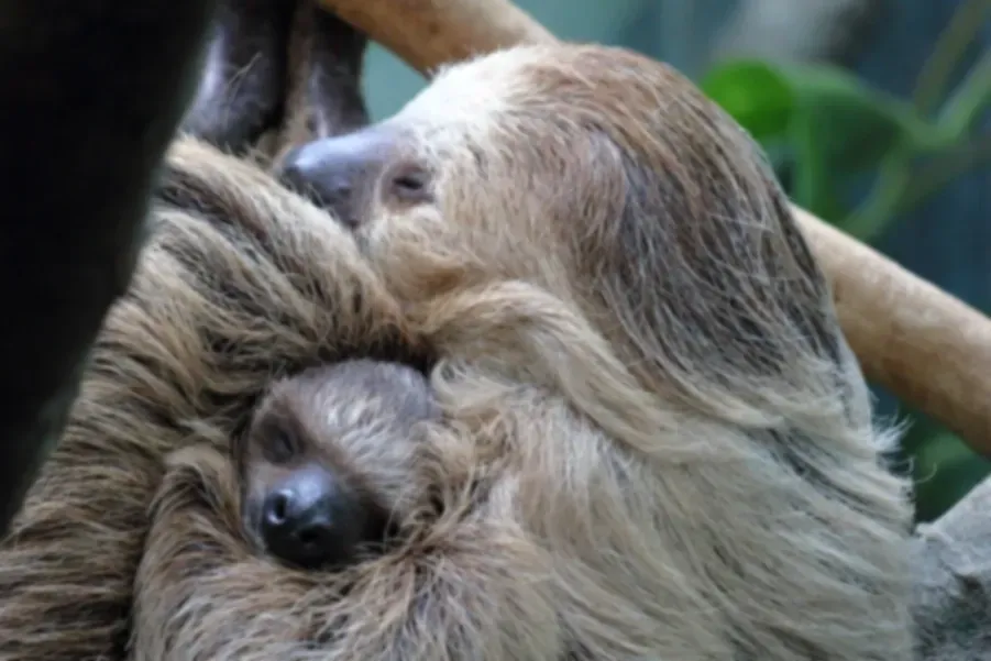 sloth baby Costa Rica nature