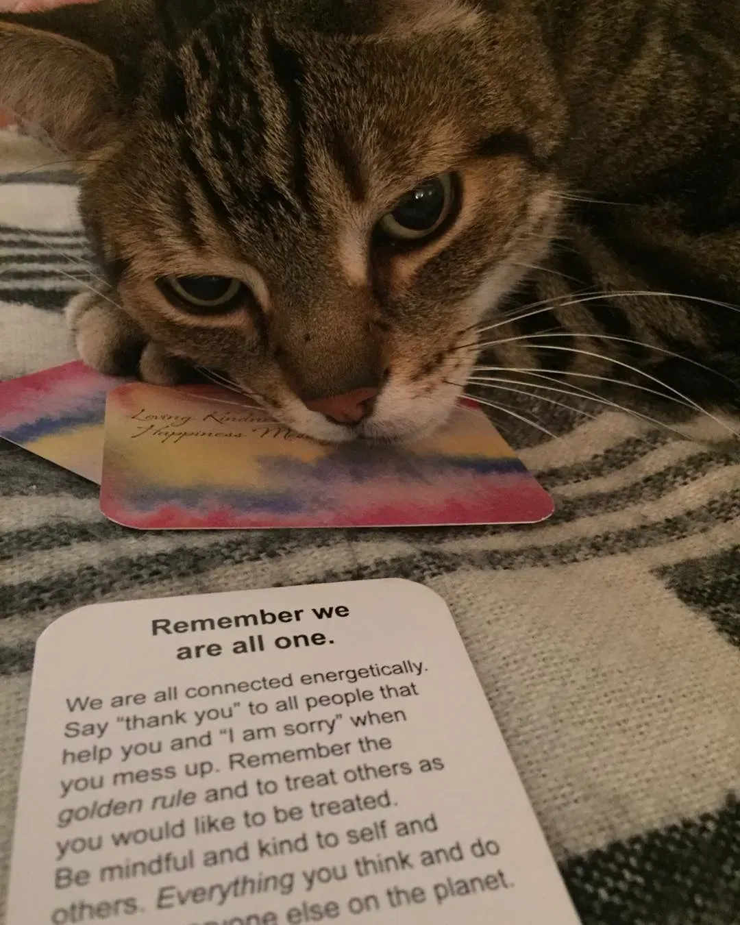 Tabby cat resting on a striped blanket beside a rainbow card with a motivational message.