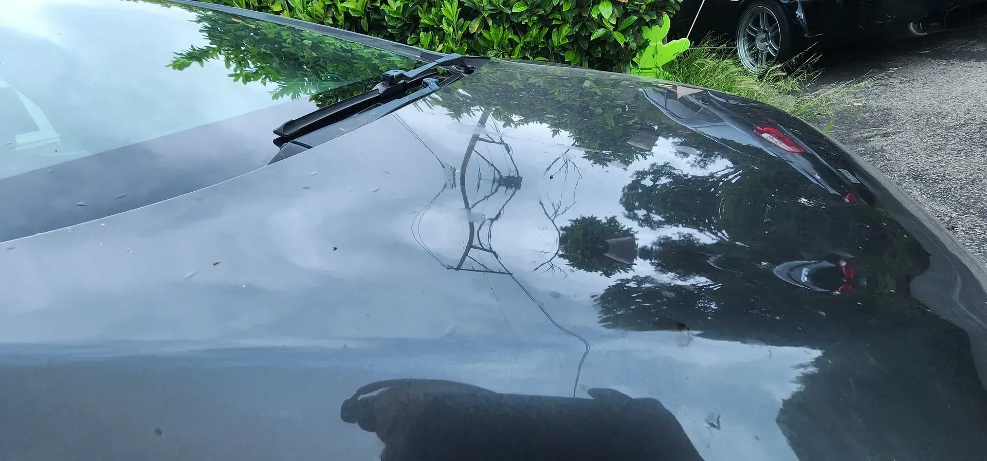 Shiny black car hood with reflections of trees and power lines near roadside greenery