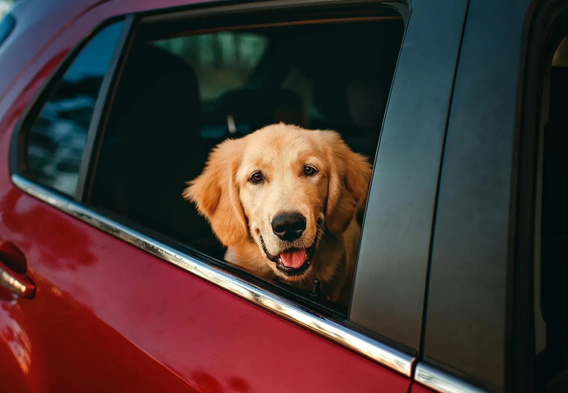 Golden retriever leaning out of a red car window, panting happily