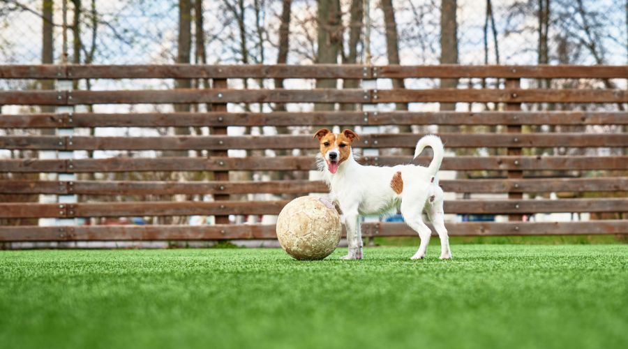 Small dog standing safely in front of a dog-proof wood and wire fence