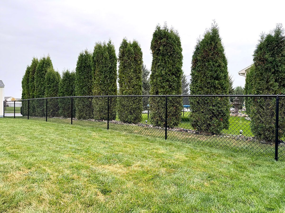 A black chain-link fence lines a grassy lawn in front of a row of tall, narrow evergreen trees.