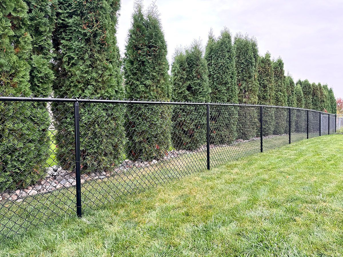 A black chain-link fence runs along a green lawn in front of a row of tall, thin evergreen trees.