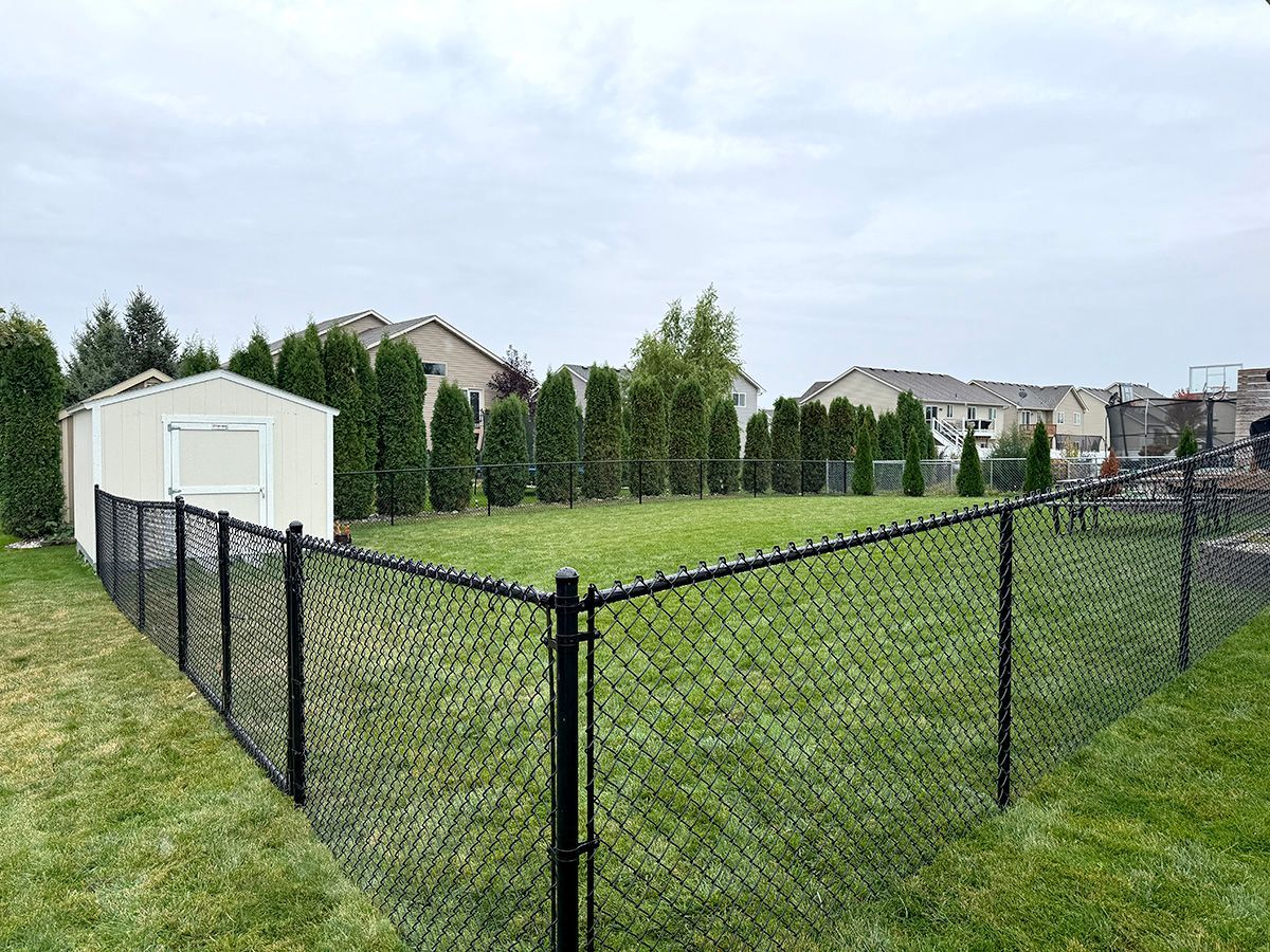 A black chain-link fence encloses a green grassy backyard with a storage shed and a line of tall evergreen trees.