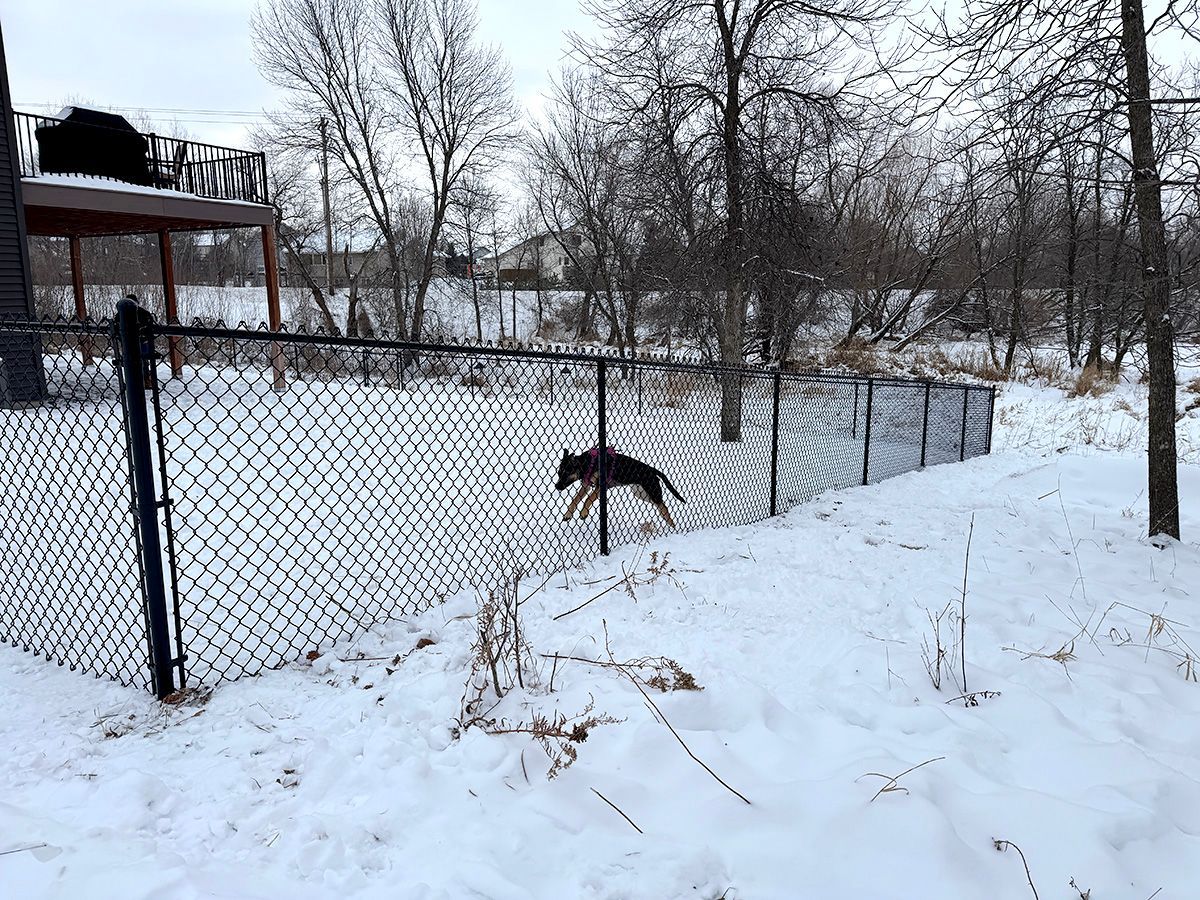 A black and tan German Shepherd runs inside a chain-link fenced yard covered in snow.