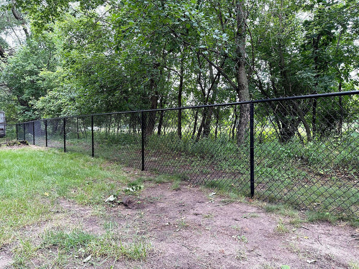 A black chain-link fence runs along the edge of a grassy yard with a dense forest in the background.