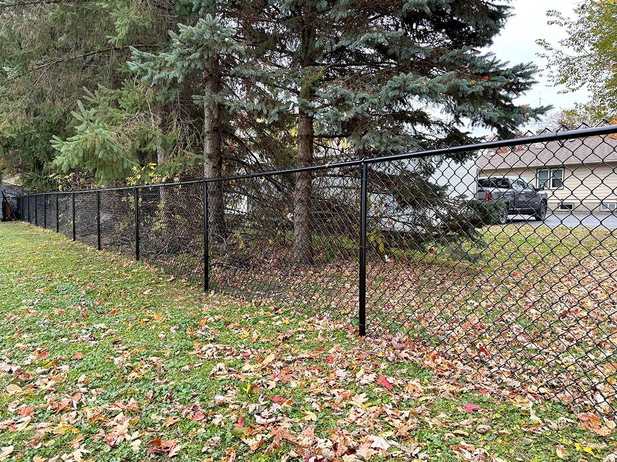 A black chain-link fence runs along the edge of a grassy lawn covered in fall leaves, with evergreen trees in the back.