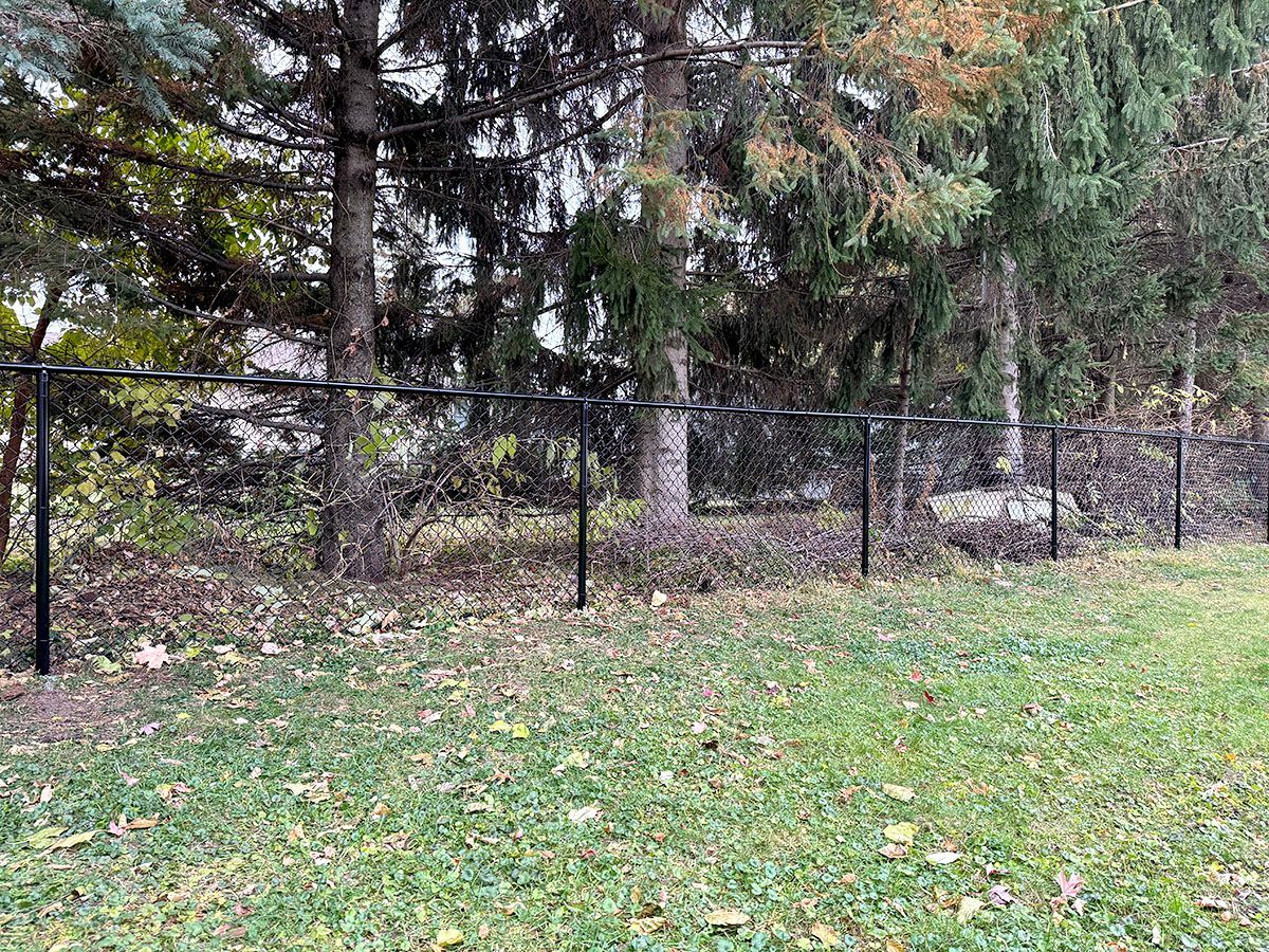 A black chain-link fence runs horizontally across a grassy yard with fallen autumn leaves, backed by evergreen trees.