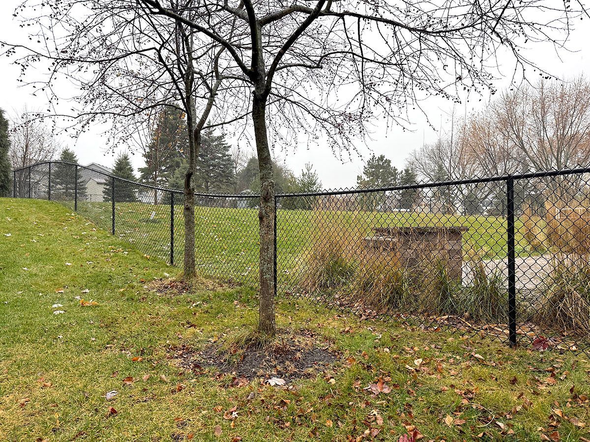 Two young trees stand on a grassy slope next to a black chain-link fence on an overcast day.