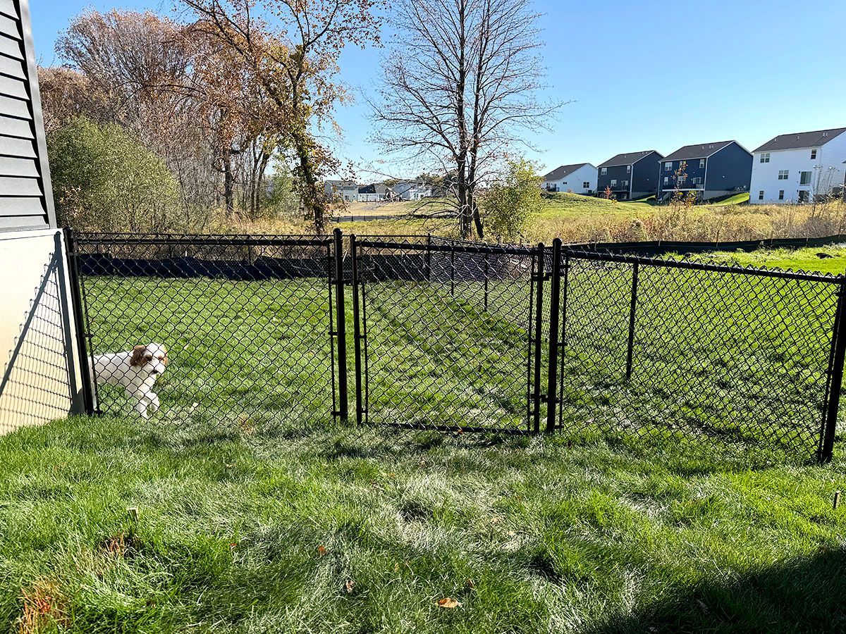 A small white and tan dog stands on a grassy lawn enclosed by a black chain-link fence, with houses in the background.