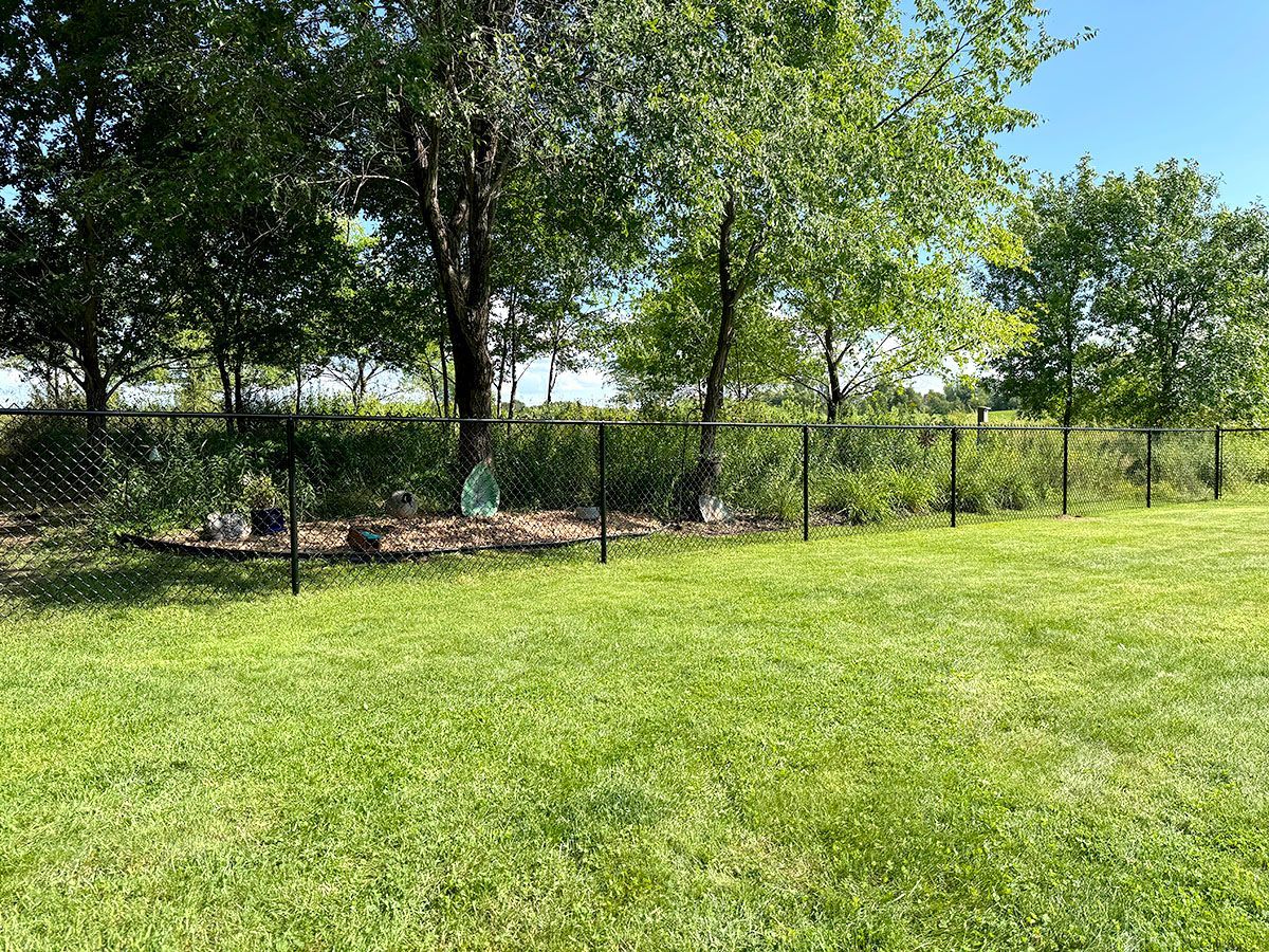 A grassy backyard with a black chain-link fence bordering a line of trees and tall green vegetation under a blue sky.