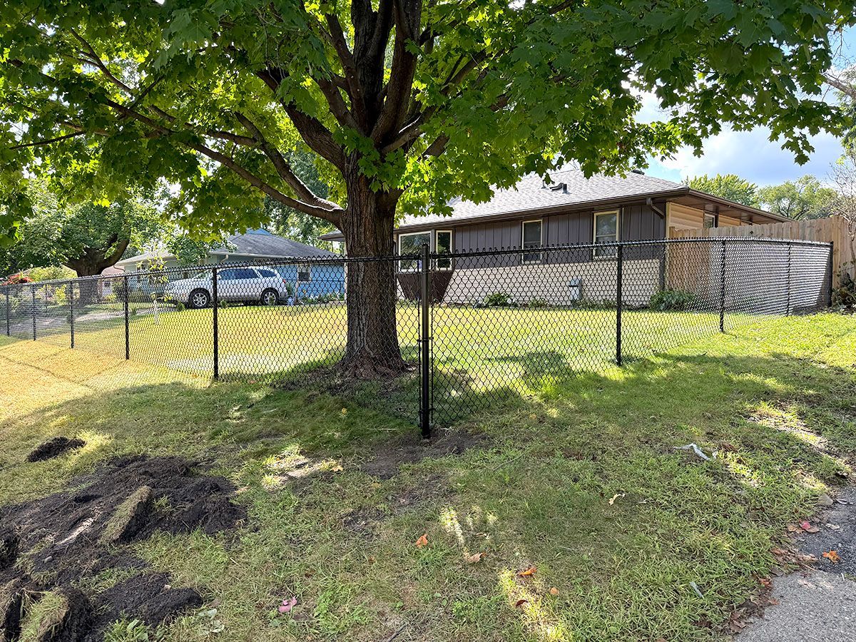 A large maple tree stands in a grassy front yard, enclosed by a black chain-link fence with a house in the background.