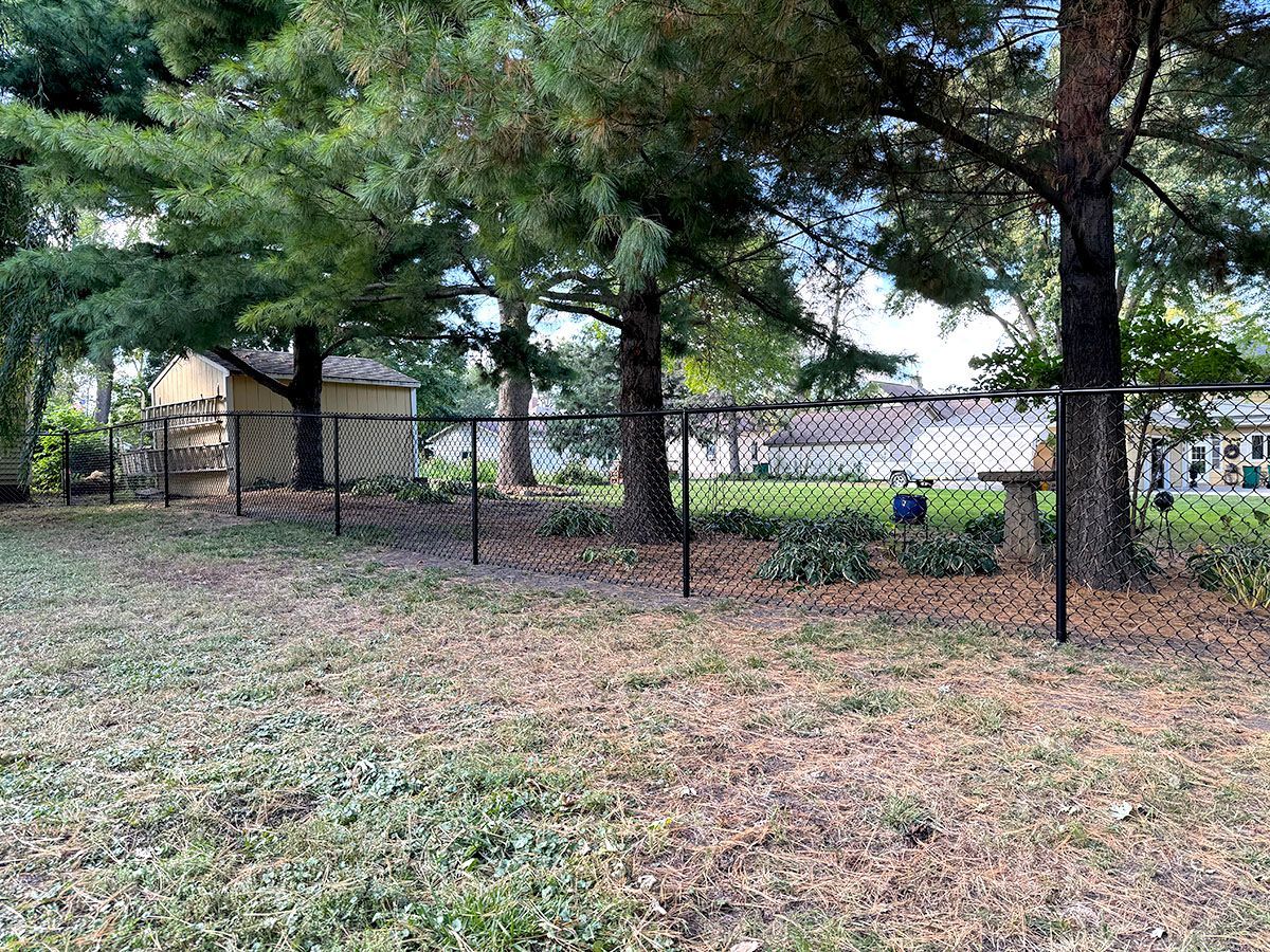 A black chain-link fence spans a grassy backyard with large pine trees, a shed, and a glimpse of a house in the background.