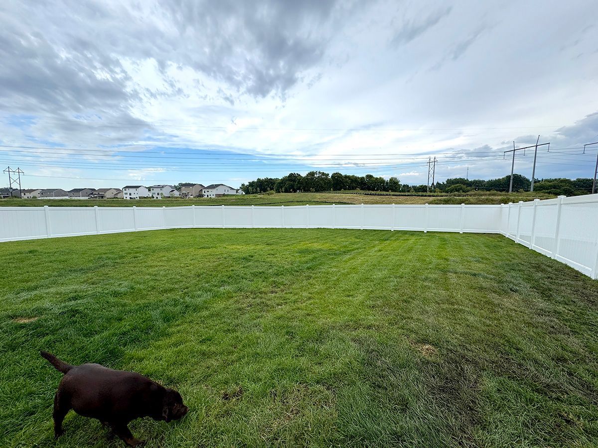 A brown Labrador retriever walks through a grassy backyard enclosed by a white vinyl fence under a cloudy sky.
