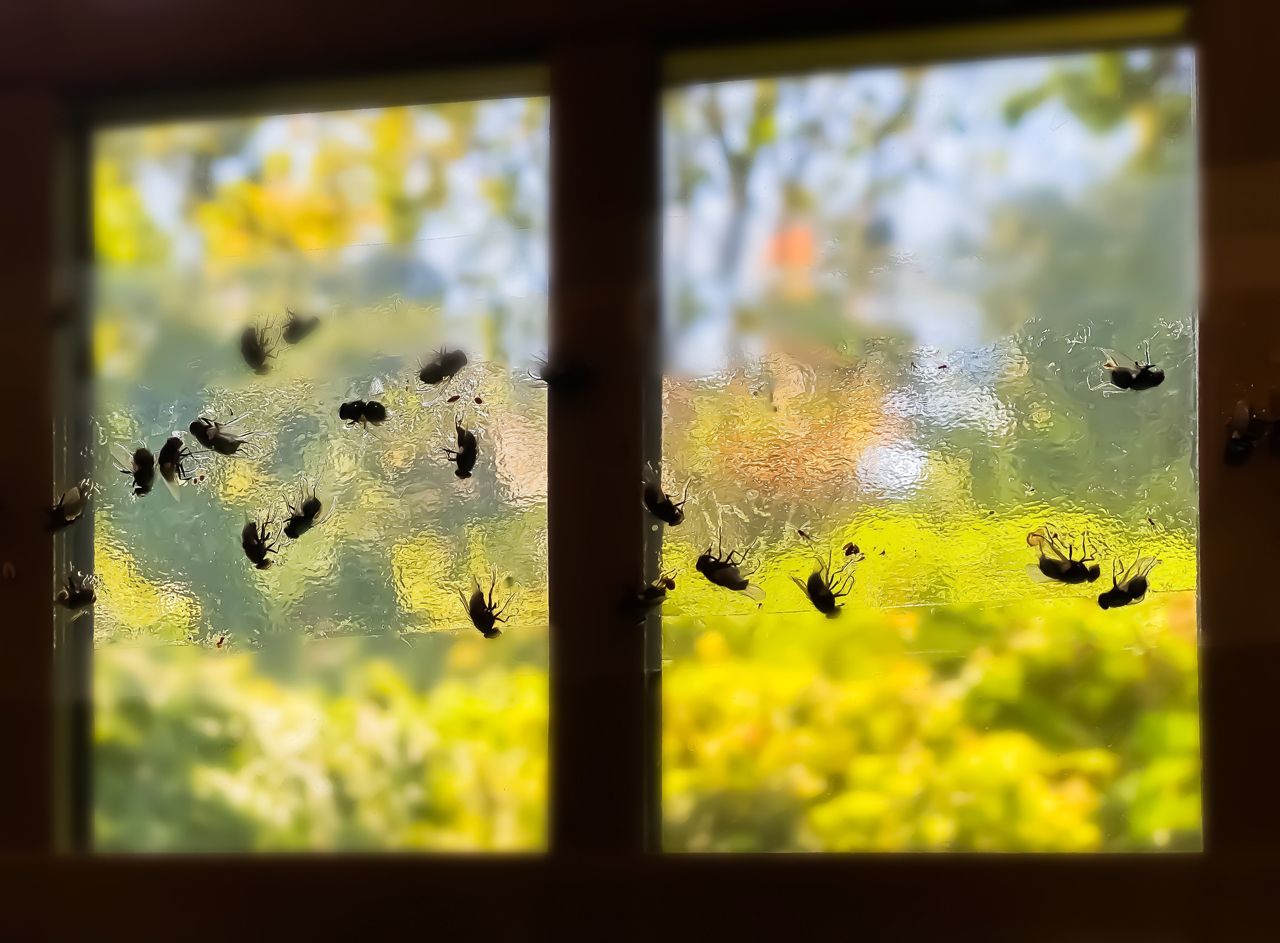 A window with a lot of flies on it.