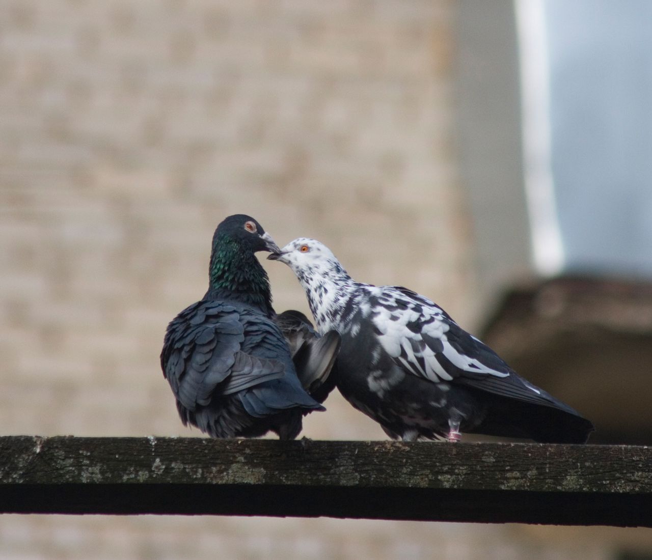 Two pigeons sitting on a railing looking at each other