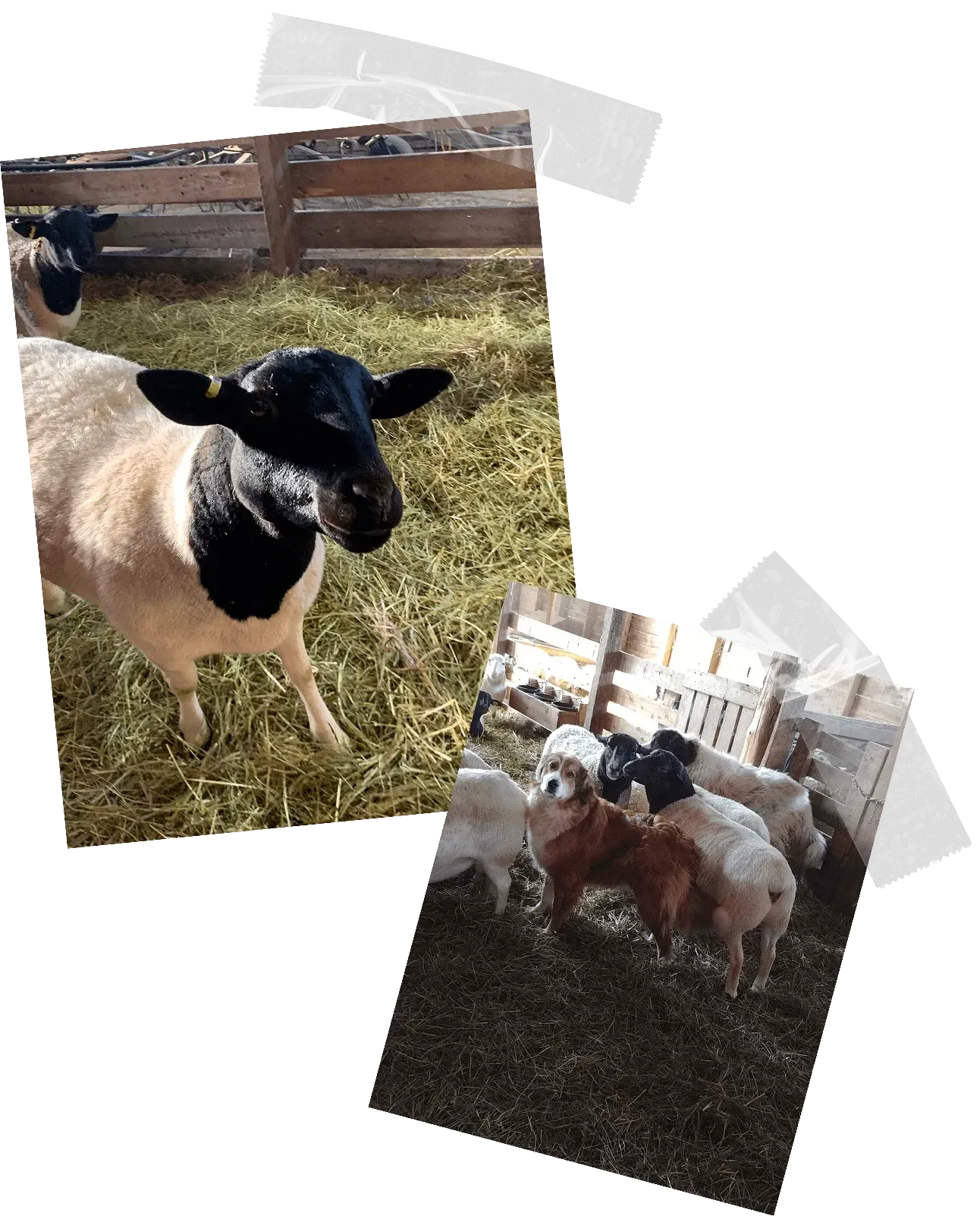 grass+fed+lambs+faqs