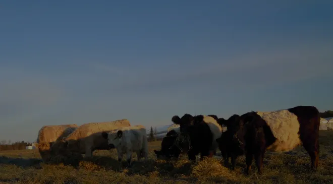 grass+fed+meat+background