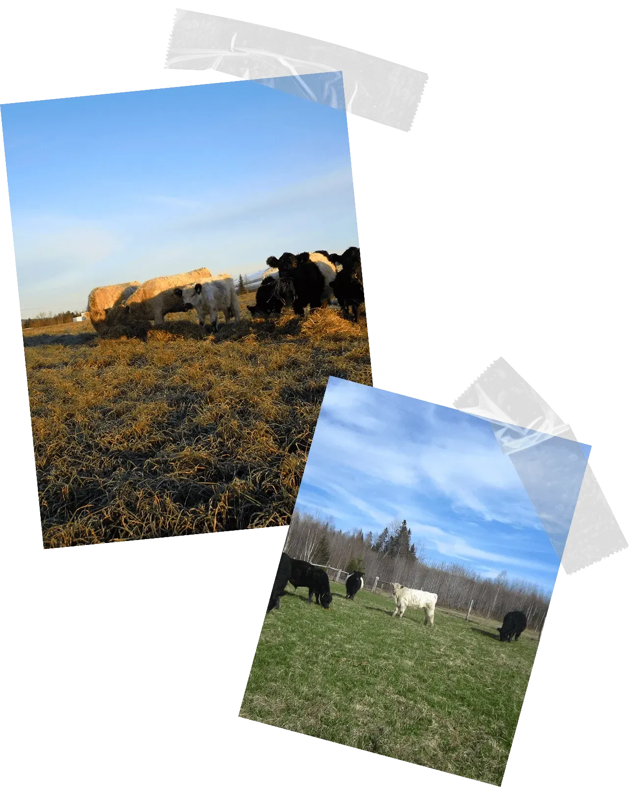 grass fed meat faqs