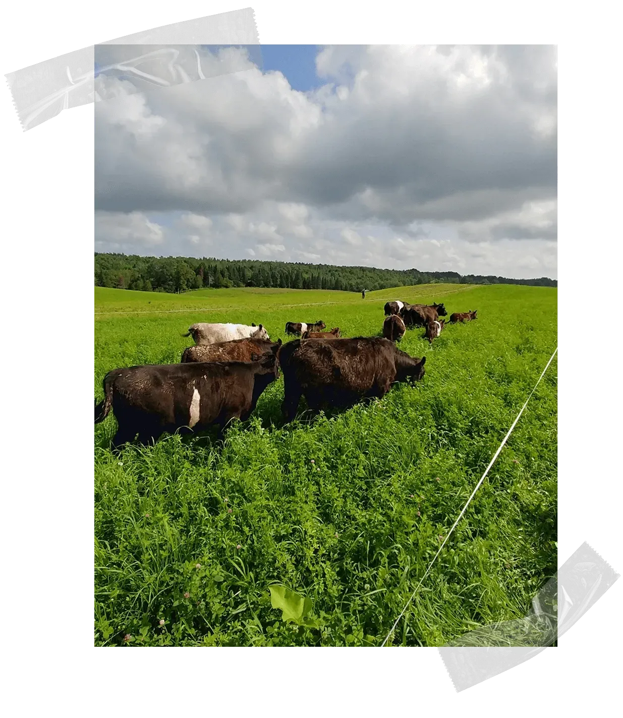 grass+fed+meat+image