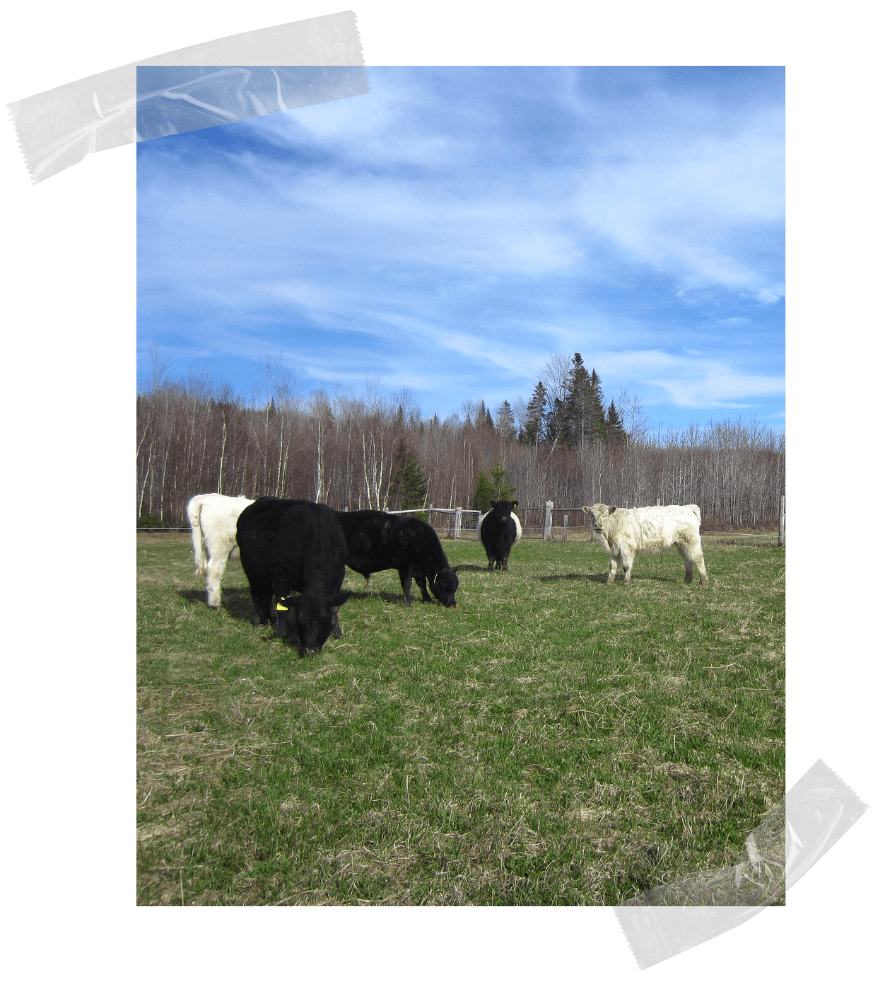 grass fed-beef