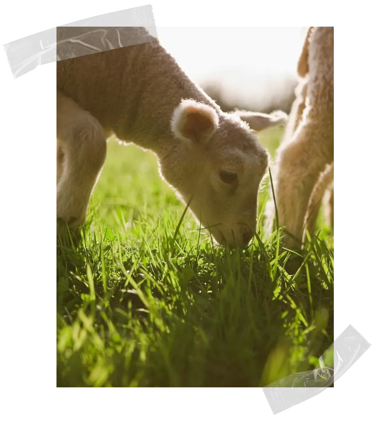 lambs eating grass