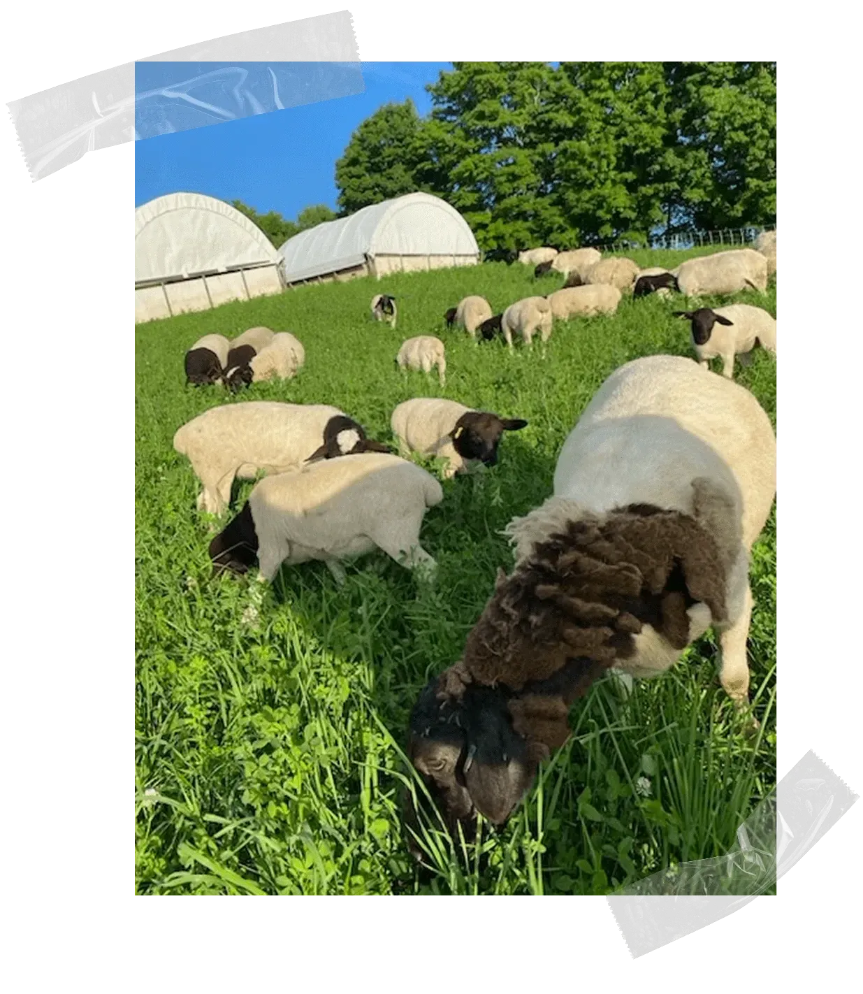 why grass fed image