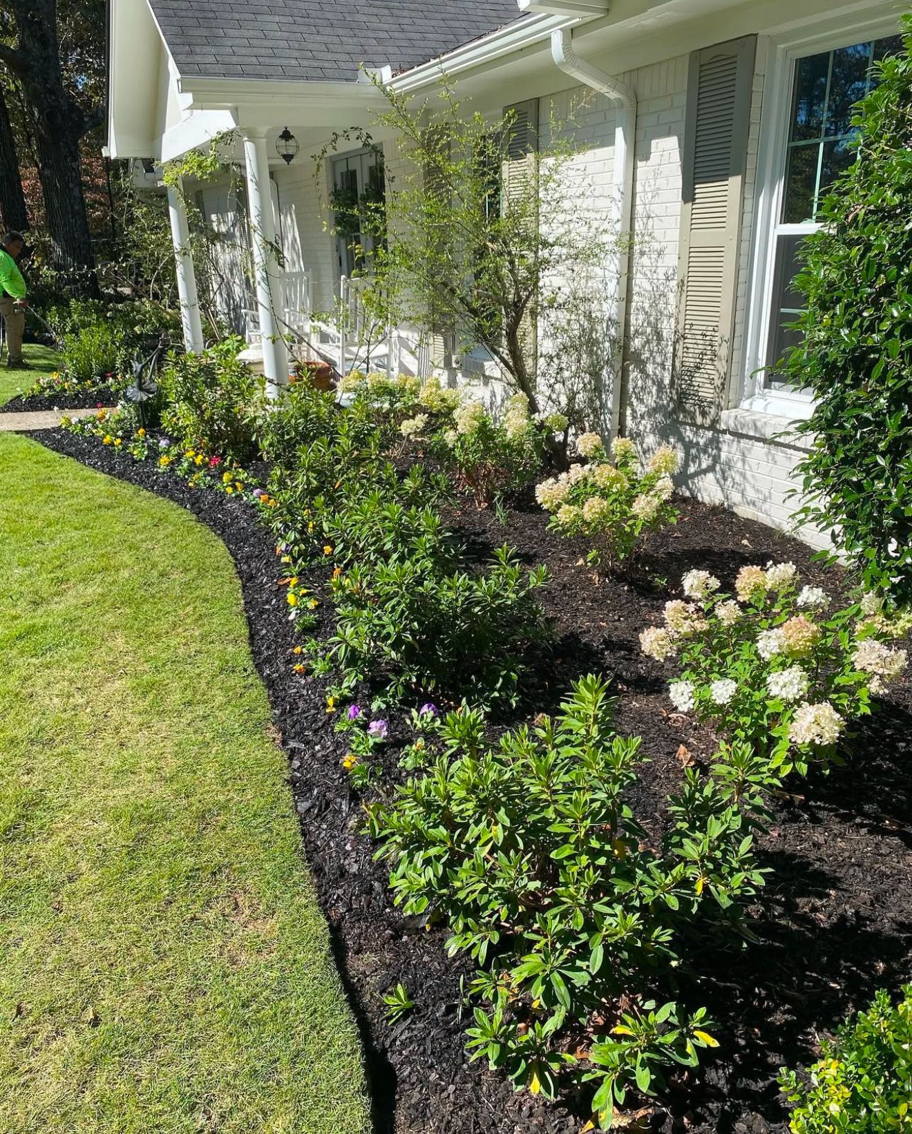Front yard flower bed with dark mulch, white hydrangeas, and green shrubs beside a white house and lawn.