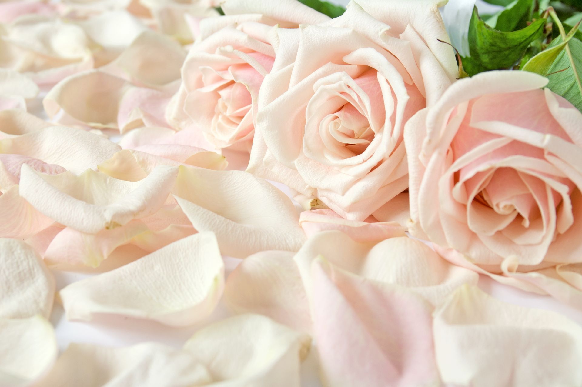 Soft pink roses nestled in pale petals, creating a delicate floral arrangement