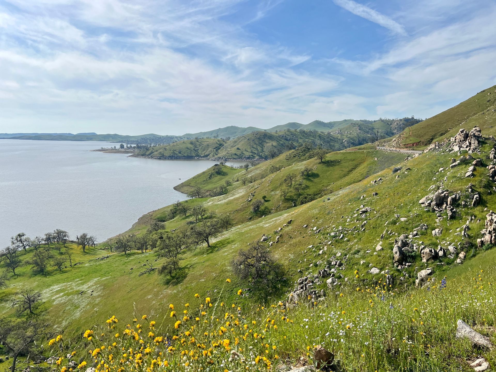 Grassy coastal hillside with yellow wildflowers overlooking calm water and distant hills