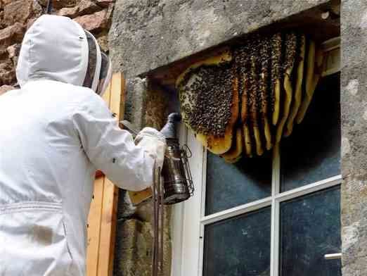 A beekeeper is working on a beehive in a window.