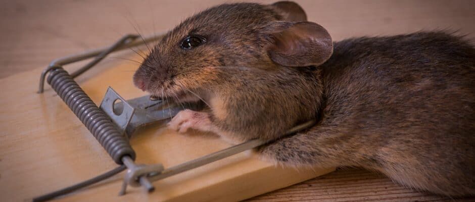 A mouse is laying in a mousetrap with its mouth open.
