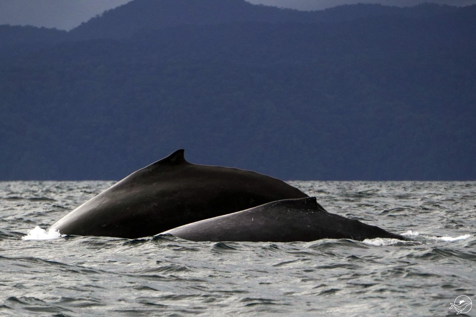 Two whales are swimming in the ocean with mountains in the background.