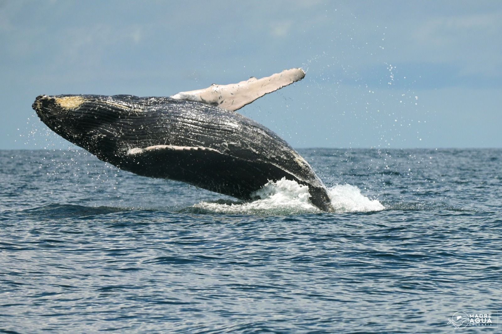 Humpback whale breaching from ocean, dark body with white markings, cloudy sky.