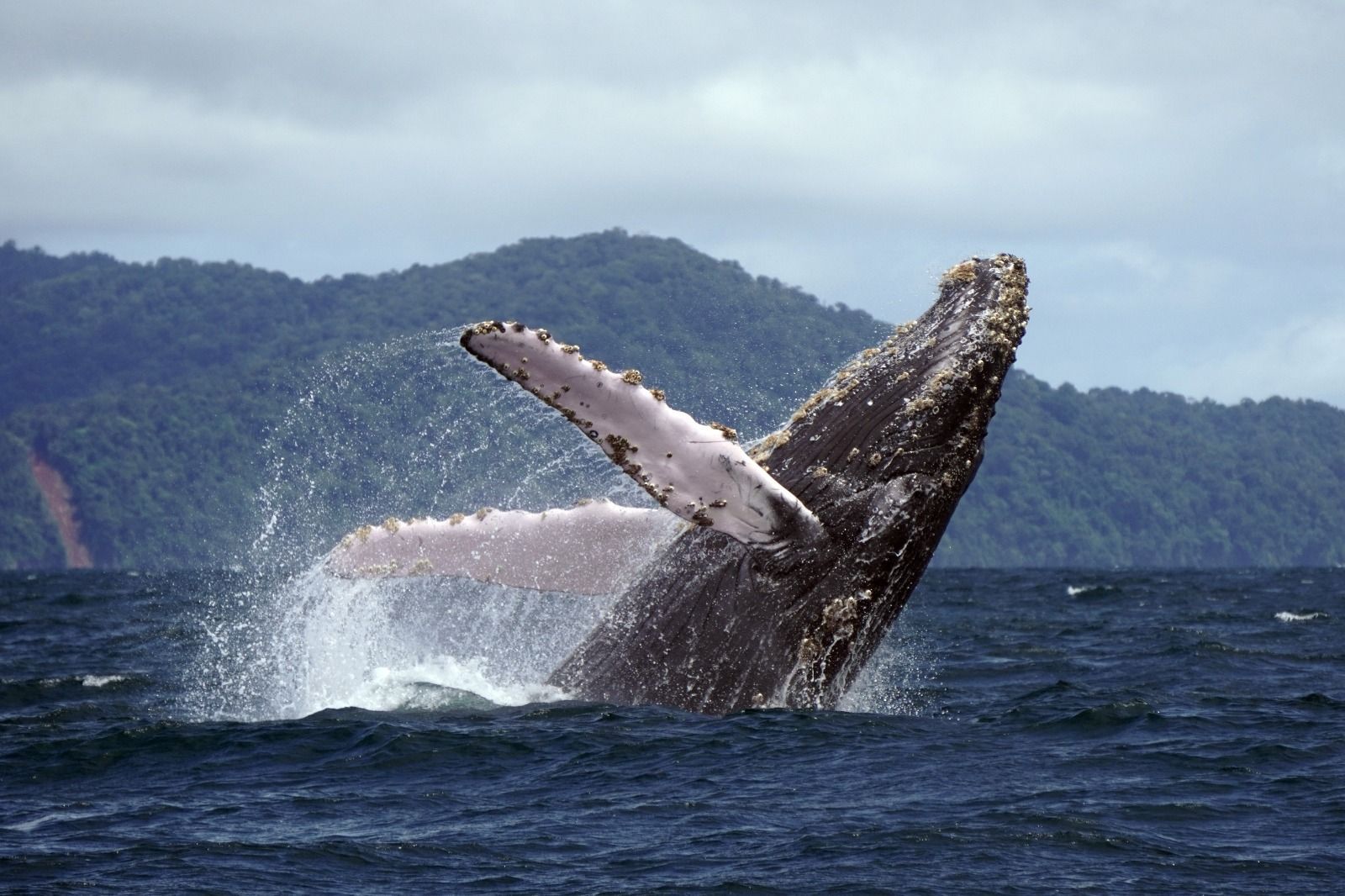 A humpback whale is jumping out of the water.