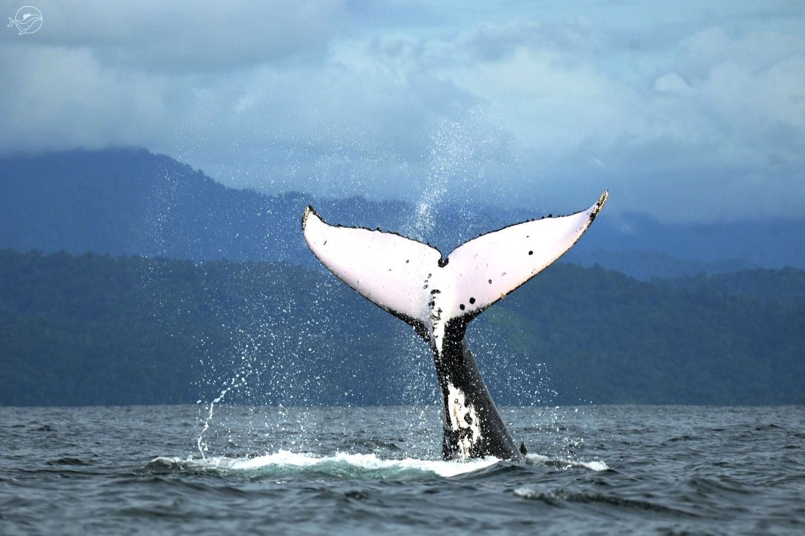 The tail of a humpback whale is splashing water in the ocean
