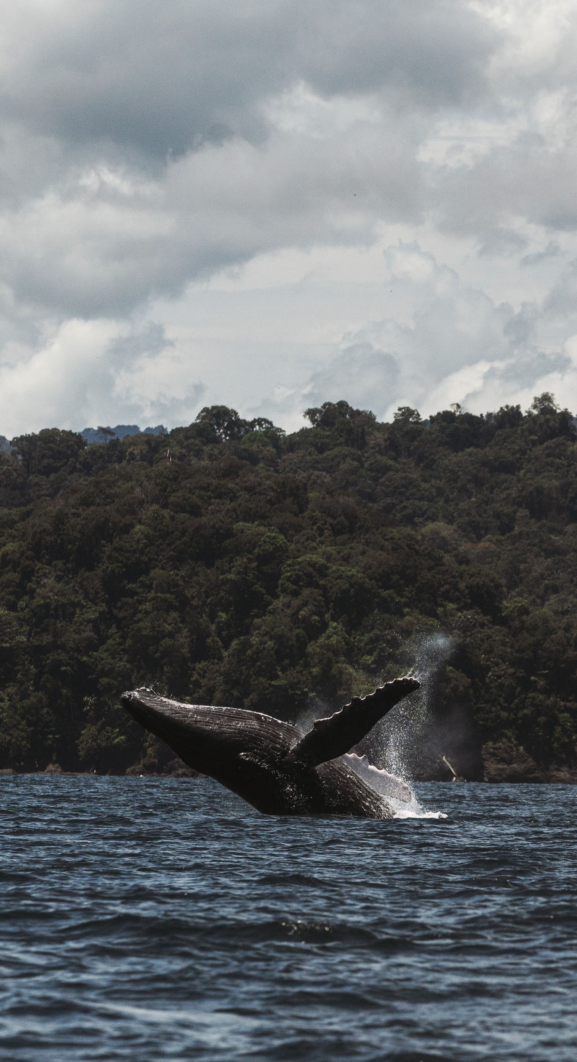 Humpback whale breaching, leaping out of blue water. Lush forest and cloudy sky in background.