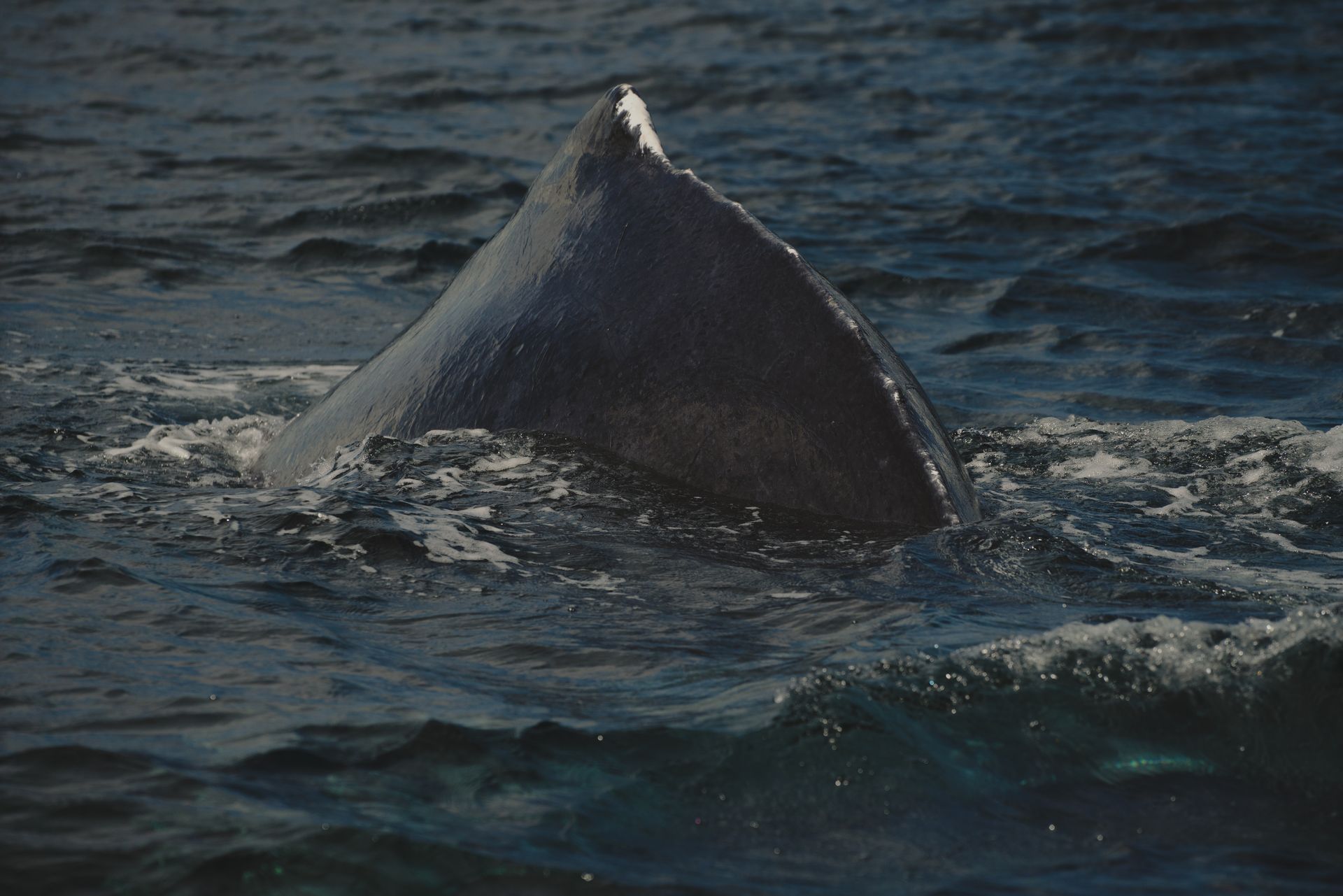 Whale's dorsal fin emerging from dark, choppy ocean water; sunlight glints on its surface.