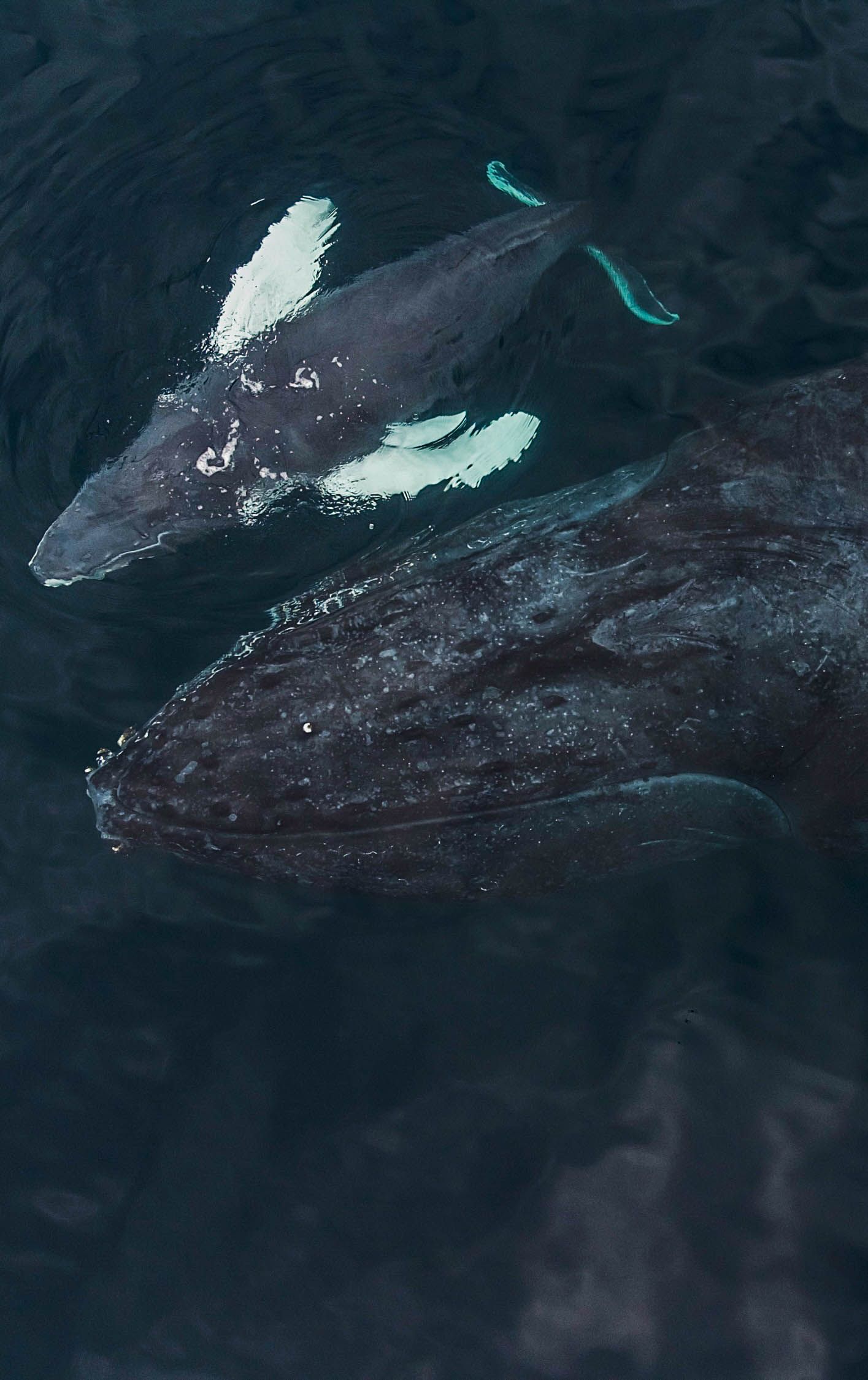 Ballena jorobada saltando en Bahía Solano, Chocó