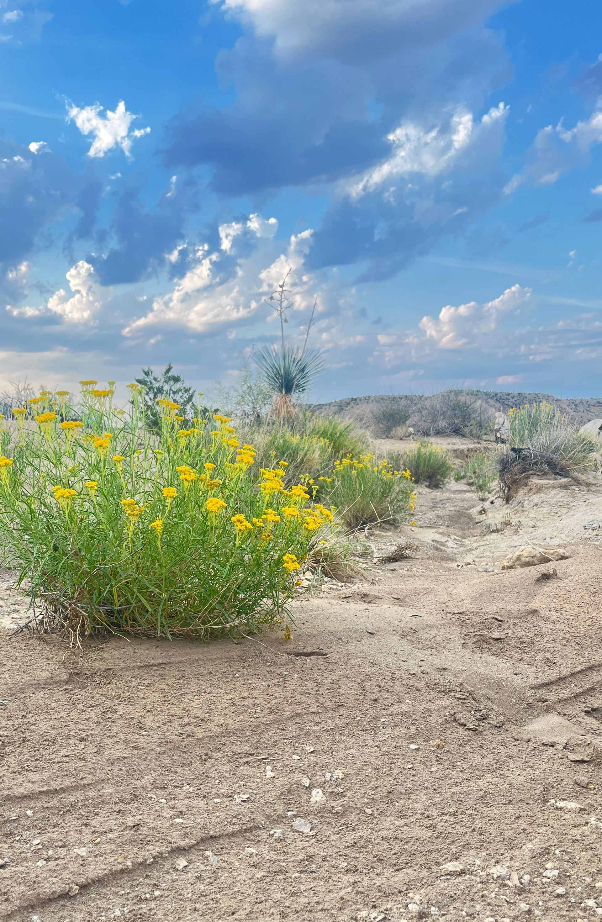 Flowers in the desert