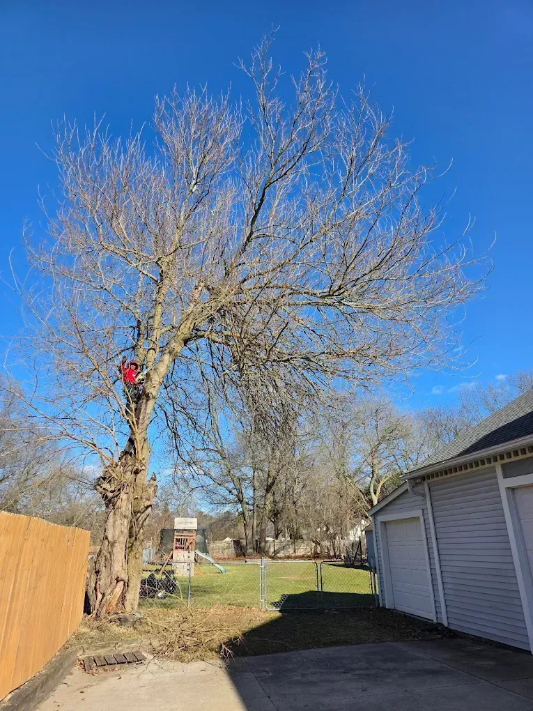 A bare tree with a person in it against a clear blue sky, next to a house and fence.