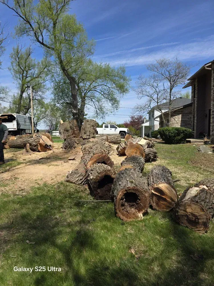 Cut tree trunks on a grassy lawn with a partly felled tree and residential buildings in the background under a blue sky.
