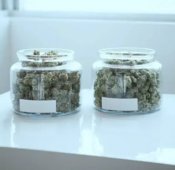 Two glass jars filled with dried cannabis buds, set on a white table near a window.