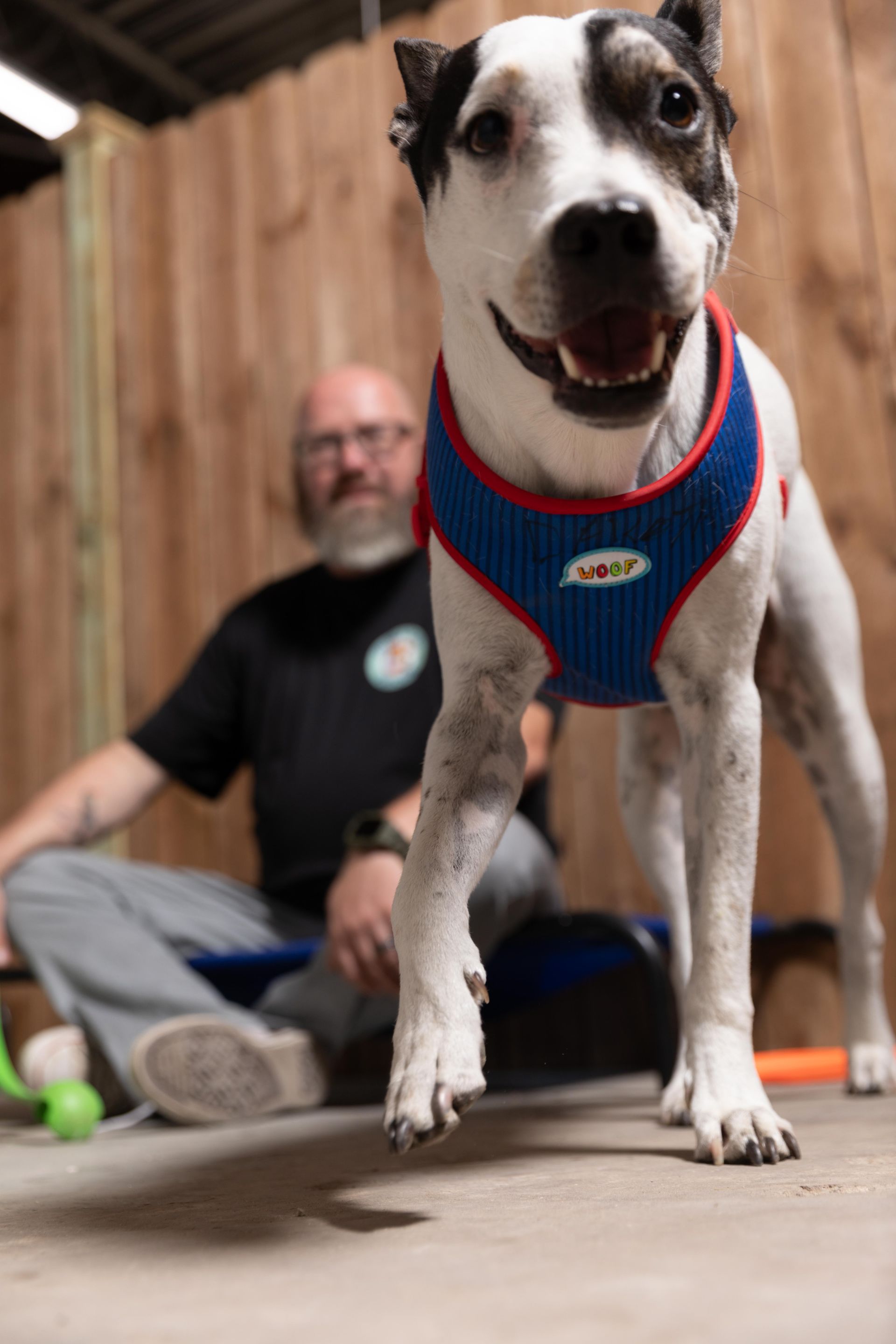 Dog Day Care, Kennels, Boarding & Grooming Euless, TX Sniffs and Licks
